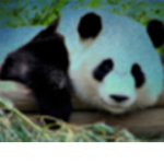 .+*Panda Love*+.