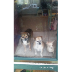 Forever Dogs