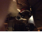 \-\order of doge/-/
