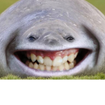 Seals.com.www.funny