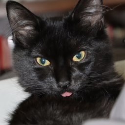 🐈‍⬛IGNACIO'S TYCOON🐈‍⬛