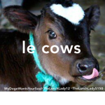 le cows