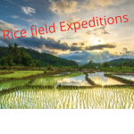Rice Field Expeditions