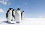 Penguin_squad126