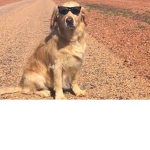 DOG GANG DOG GANG DOG GANG