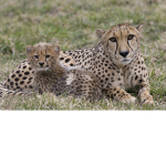 Cheetah Clothing Shop