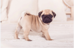 Pugy puppy