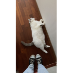 my crazy cat >_<