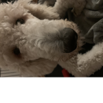 Bella Peluche