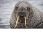 Walrus Squad