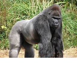 gorilla hangout