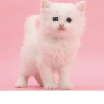 Pink Kittens!!