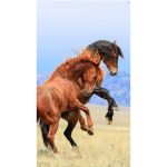 this is for horse fans