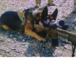 Super_doggos army
