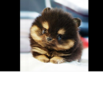Cute dog Community