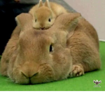 bunny's united