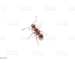 The Army of Ants