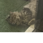 Cat group YESSSS