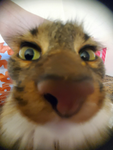Misa needs a boop