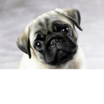 Pug love only
