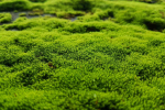 Moss’s