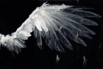 Goldwinged