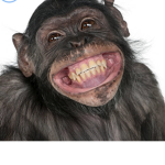 MONKEYS FAN GROUP #MONKEYS
