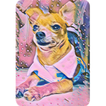 Chihuahua shirt design