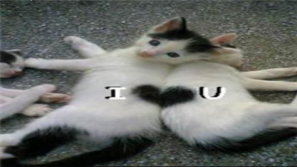 I heart u (CUTE CATS) Roblox decal