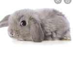 Bunny squad!!!!!!