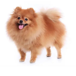 Thisisbruhdog