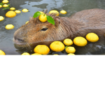Capybara Agency Offical