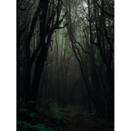the forest updated
