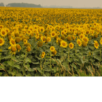 Yellow watermelons