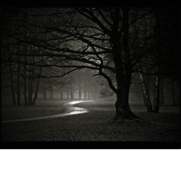 The Forest