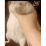 ༺ღ༒ tHe⧽ EMo⧼ RAts ༒ღ༻