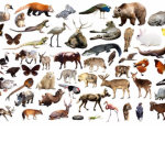 The butifal animals