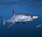 Tiger sharks uwu