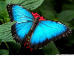 SOPHIE'S BUTTERFLYS
