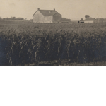The Cornfield