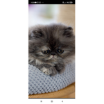 cat are pro