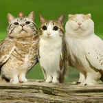 The Cluckdonals Group