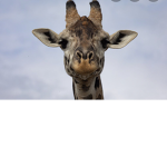The Queen giraffe fan club