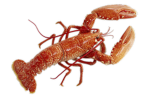 land of lobser