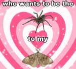 ~THE DRAGON FANZ~