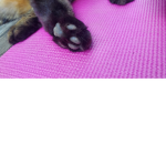 The cloudy kittens