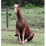 High Meadow Riding Acadamy