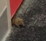 The Rats hole