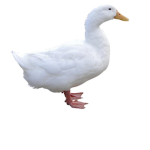 the duck army save the ducks