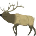 Moose Studios!